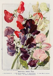 Beautiful Sweet Peas