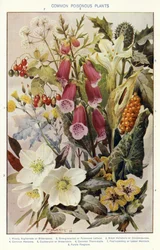 Common Poisonous Plants