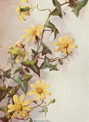 The Yellow Cape Ivy, Senecio Macroglossus