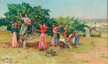 Harvest in Tuscany
