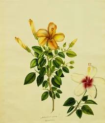 Studies of Hibisci, an Aloe, and Others
