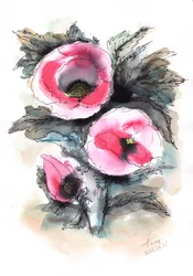 Vibrant Pink Poppies
