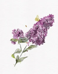 Purple Lilac Butterfly