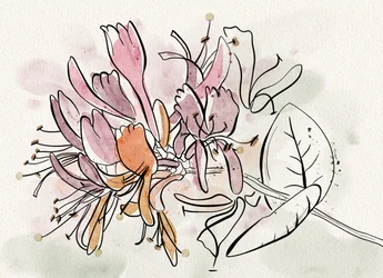Soft Honeysuckle Flowers