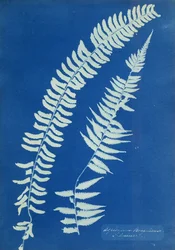 Asplenium Braziliense, South America