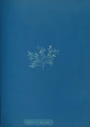 Cystoseira barbata