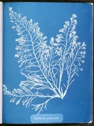 Cystoseira granulata, from "Photographs of British Algae: Cyanotype Impressions"