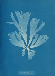 Dictyota atomaria, ca. 1853