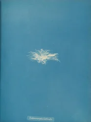 Enteromorpha clathrata, ca. 1853
