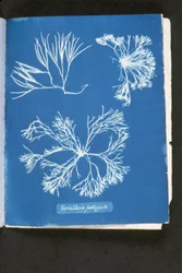 Furcelleria Fastigiata, from 