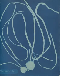 Himanthalia Lorea