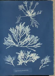 Laurencia pinnatifida