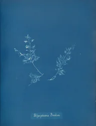 Polysiphonia Brodiaei