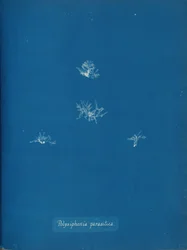 Polysiphonia parasitica