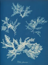 Ptilota Plumosa