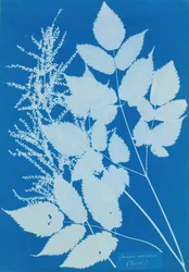 Spiraea aruncus Tyrol, 1851-54