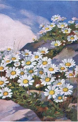 Daisies, Postcard, 1940s