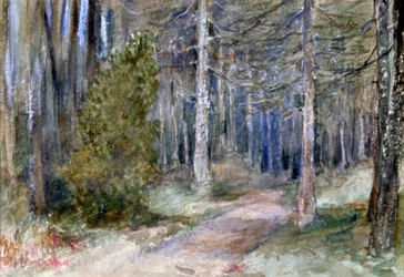 In a Wood