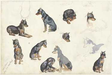 Studies of a Dog