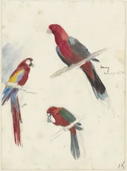 Studies of Parrots