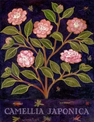 Camellia