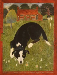 Collie Dog