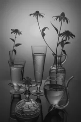 Monochrome Flowers and Glass