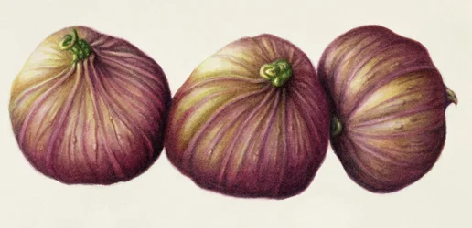 Figs, 2001