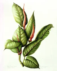 Rubber Plant, 1999