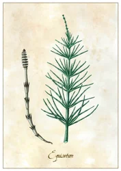 Equisetum, 2015