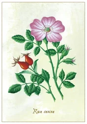 Rosa canina