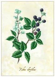 Rubus Ulmifolius