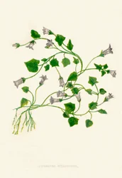 Ivy-Leaved Bellflower