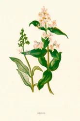 Privet
