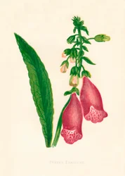 Purple Foxglove, 1891