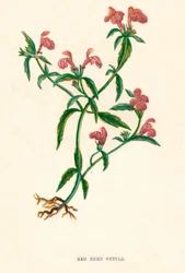 Red Hemp Nettle
