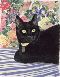 Black Cat