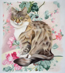 Long Hair Tabby