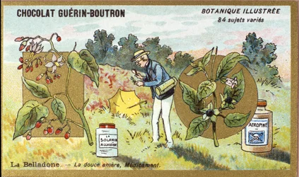 Belladonna: The Sweet Bitter, Medicine. Advertising Chromolithography for Guerin-Boutron Chocolates, Late 19th Century. Illustrated Botanical Series.
