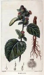 Botanical board: burdock (arctium)