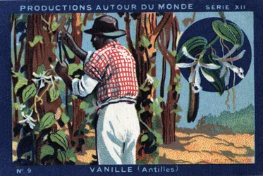 Productions Around the World: Vanilla in the West Indies