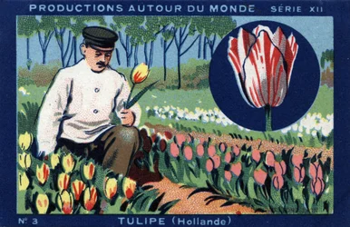 Productions around the world: tulip in Holland