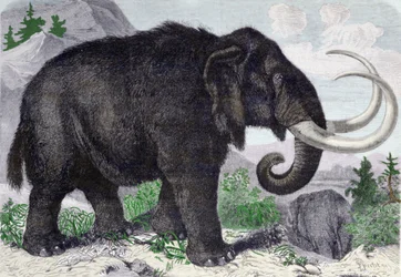 Representation of a Mammoth. Reconstituted after the discoveries of Adams, a member of the St. Petersburg Academy. Engraving from 1867