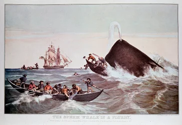 Sperm whales in the whirlpool, capsizes small boats