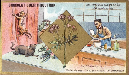 Valerian: Fearful of Cats, His Employment in Pharmacy. Advertising Chromolithography for Guerin-Boutron Chocolates, Late 19th Century
