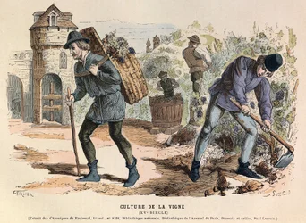Vine cultivation in the 15th century - Viticulture