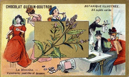 Vulnerable mint, lozenges and drink. Advertising chromolithography for Guerin-Boutron chocolates, late 19th century. Illustree Botanical Series