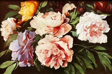 Peonies