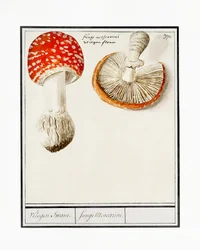Fly Agaric