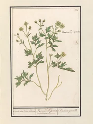 Buttercup (Ranunculus)